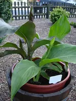 unbekannte Canna, aus Samen gezogen.webp
