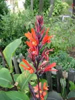 Ur Canna 2011.webp