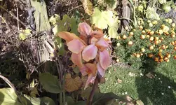 Canna Verena und Daniel.webp