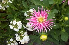 Dahlie 2.webp