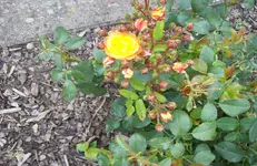 Rosen.webp