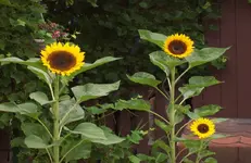 Sonnenblumen.webp