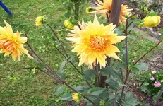 Dahlie.webp