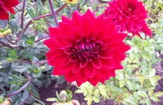 Dahlie 1.webp