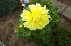 Dahlie 3.webp