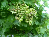 Wein 2.webp