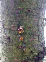 Kirschbaum 1.webp