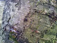 Kirschbaum 2.webp