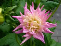 DSCI1556.webp
