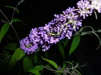 P1010912.webp