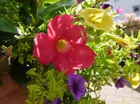 P1010943.webp