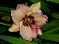 DSCI1548.webp