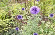 Distel.webp