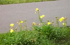Blumen am Straßenrand.webp