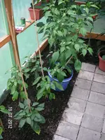 PICT0138.webp