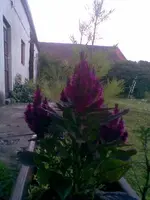 V__5485.webp