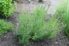 DPP_00101.webp