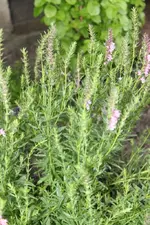 DPP_00100.webp