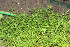 DPP_00103.webp