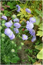 blaues etwas neu.webp