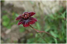 schockoladenblume.webp