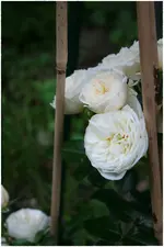 Rose Artemis.webp