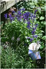 blaues etwas.webp