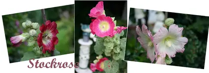 stockrose ges.webp