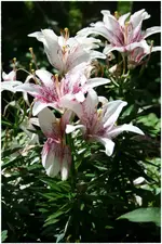 Lilien.webp