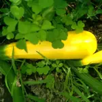 gelbe zuchini.webp