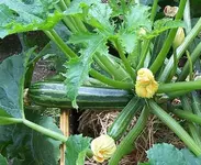 Zucchini Juli.webp