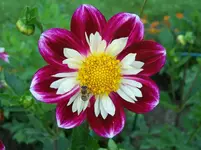 4.webp