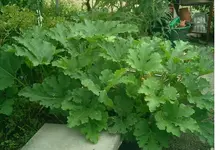 gelbe zuchini.webp