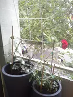 DSC00691.webp