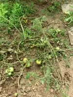 CIMG0791.webp
