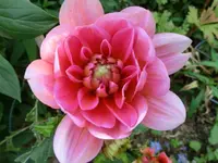 CIMG0801.webp