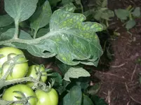 SANY0055_k.webp