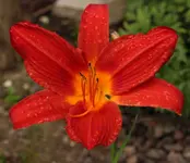 Jolly Hearts 120720.webp