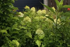 Limelight 120720.webp