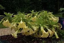 Trompetenblume 120720.webp