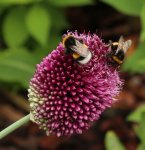 Hummeln auf Allium 120713_2.jpg