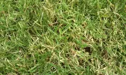 Rasen1.webp