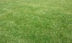 Rasen2.webp
