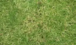 Rasen3.webp