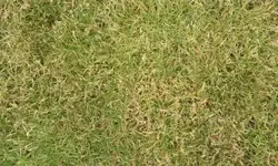 Rasen4.webp