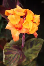 IMG_1698.webp