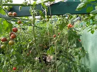 Tomaten 29.Sept 2011(2).webp