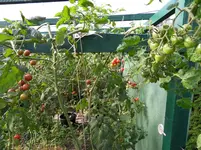 Tomaten 29.Sept 2011(3).webp