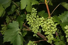 Trauben (1).webp