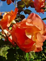 Rose Westerland d.webp